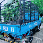 ISUZU ELF 1979